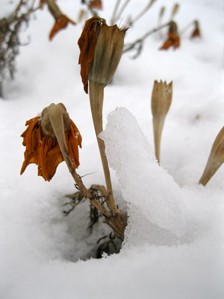 засохшие цветочки под снегом